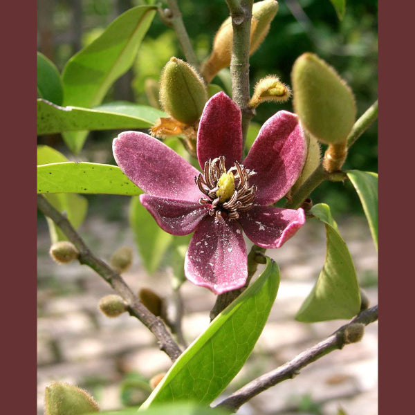 Michelia figo Port Wine Magnolia