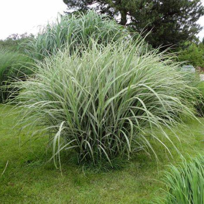 Miscanthus sinensis