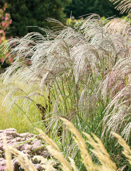 Miscanthus sinensis Flamingo