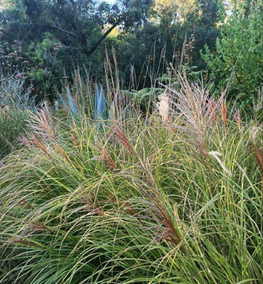 Miscanthus sinensis Hiawatha