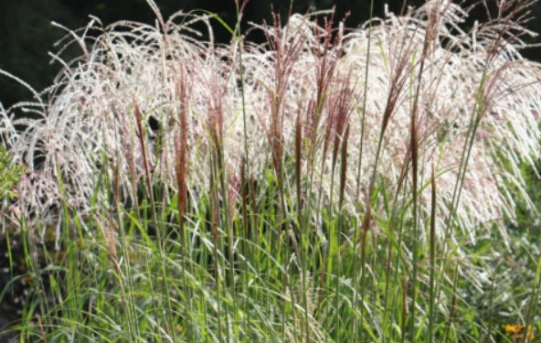 Miscanthus sinensis Hiawatha