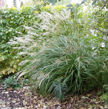 Miscanthus sinensis Kleine Fontaine