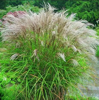 Miscanthus sinensis Kleine Fontaine