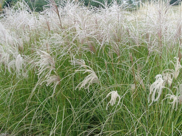 Miscanthus sinensis Sarabande