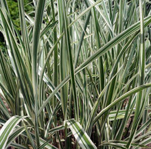 Load image into Gallery viewer, Miscanthus sinensis Variegatus
