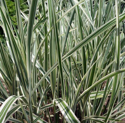 Miscanthus sinensis Variegatus