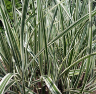 Miscanthus sinensis Variegatus