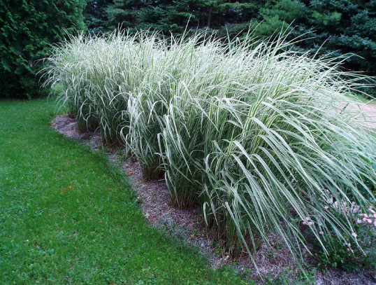 Miscanthus sinensis Variegatus