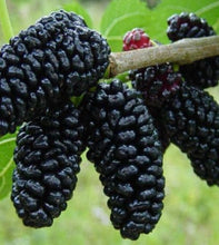 Load image into Gallery viewer, Morus nigra Black English (Mulberry)
