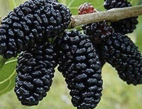 Morus nigra Hicks Fancy Mulberry