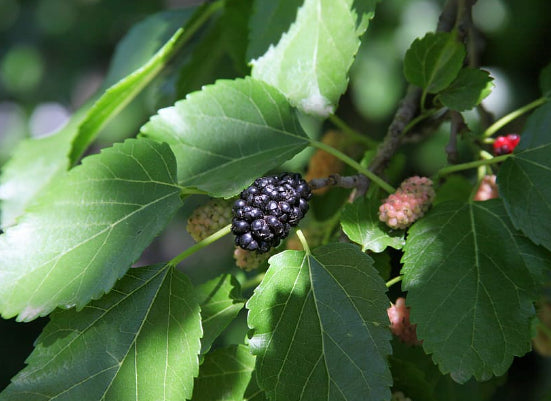 Morus nigra Mulberry Majestic Dwarf