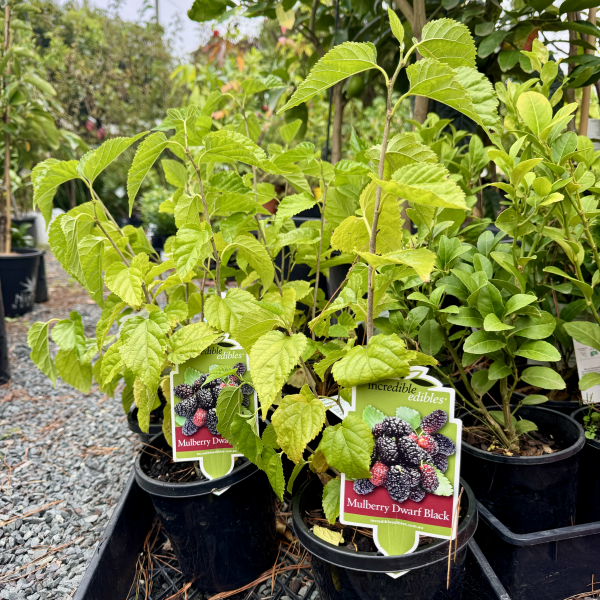 Morus spp. Dwarf Black Mulberry