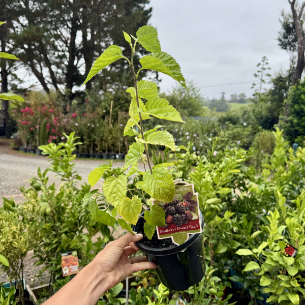 Morus spp. Dwarf Black Mulberry