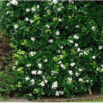 Murraya paniculata