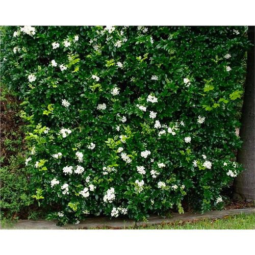 Murraya paniculata