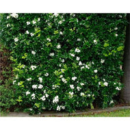 Murraya paniculata