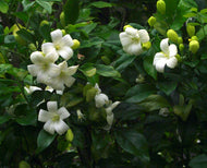 Murraya paniculata Min-a-min PBR