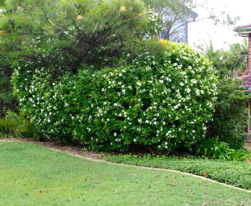 Murraya paniculata Min-a-min PBR