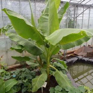 Musa acuminata Dwarf Cavendish Banana