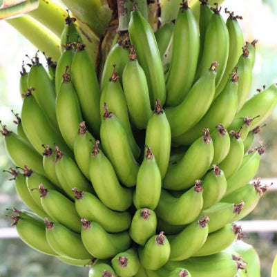 Musa acuminata Dwarf Cavendish Banana
