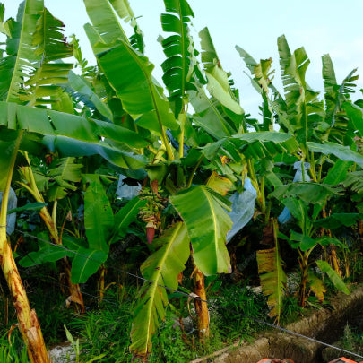 Musa acuminata Lady Finger Banana