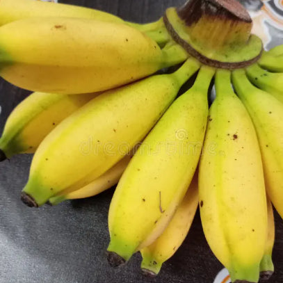 Musa acuminata Lady Finger Banana