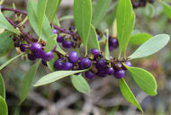 Myoporum insulare Prostrate Boobialla