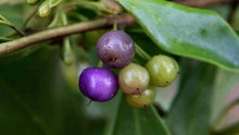 Load image into Gallery viewer, Tucker Bush - Myoporum insulare Prostrate &#39;Boobialla&#39;
