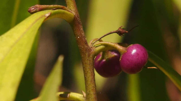 Tucker Bush - Myoporum montanum 'Water Bush'