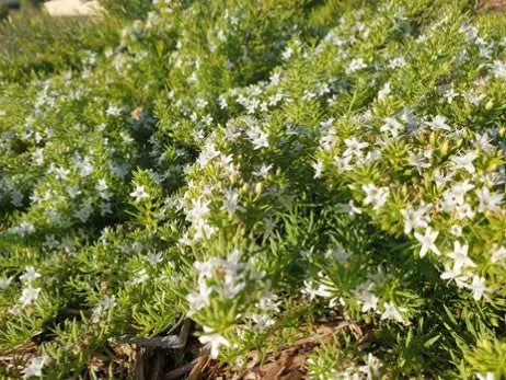 Myoporum parvifolium Creeping Boobialla