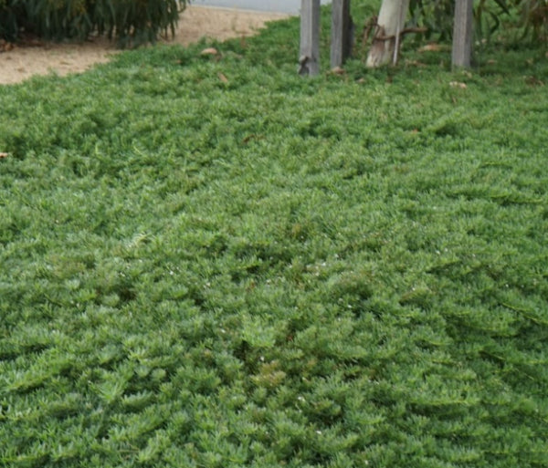 Myoporum parvifolium Creeping Boobialla