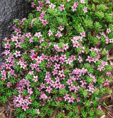 Myoporum parvifolium Broad Leaf Pink