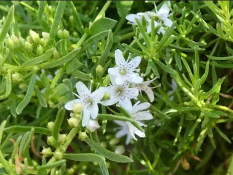Myoporum parvifolium Fine Leaf