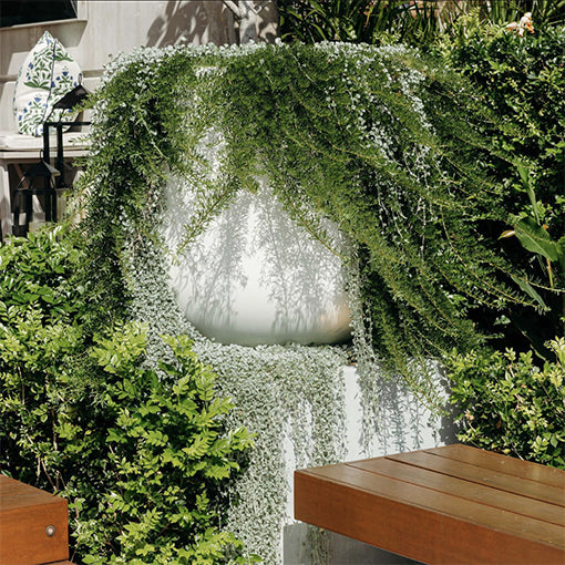 Myoporum parvifolium Fine White