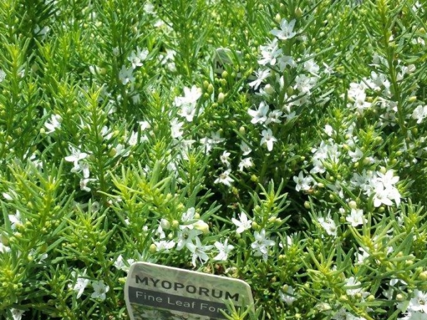 Myoporum parvifolium Fine White