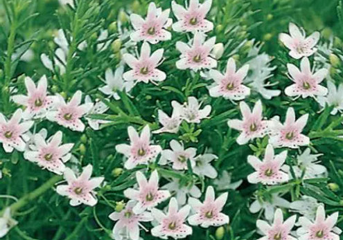 Myoporum parvifolium Pink Fine Leaf