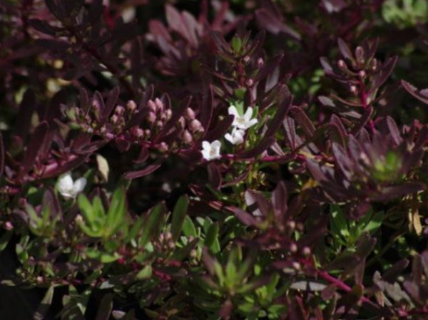 Myoporum parvifolium Purpurea