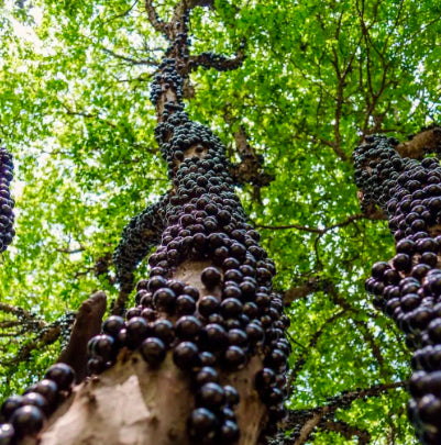 Myrciaria cauliflora Jaboticaba