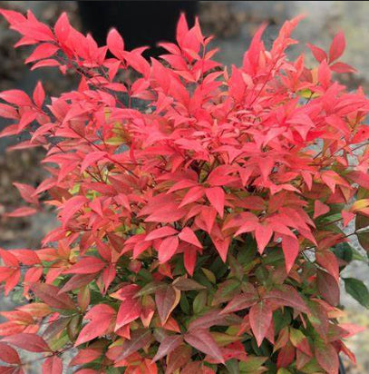 Nandina domestica Gulf Stream