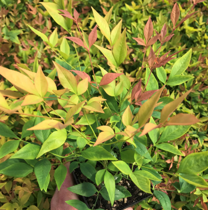 Nandina domestica Gulf Stream
