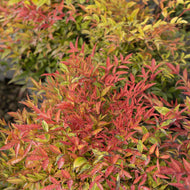 Nandina domestica Moon Bay