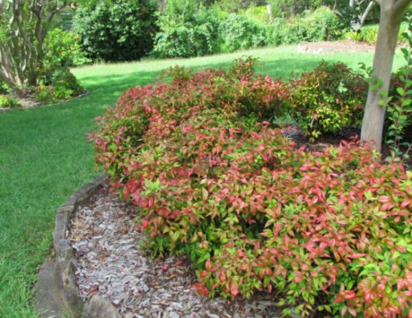 Nandina domestica Nana