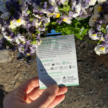 Load image into Gallery viewer, Nemesia spp. Cherry Blue
