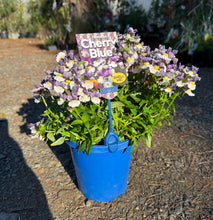 Load image into Gallery viewer, Nemesia spp. Cherry Blue
