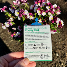 Load image into Gallery viewer, Nemesia spp. Cherry Red
