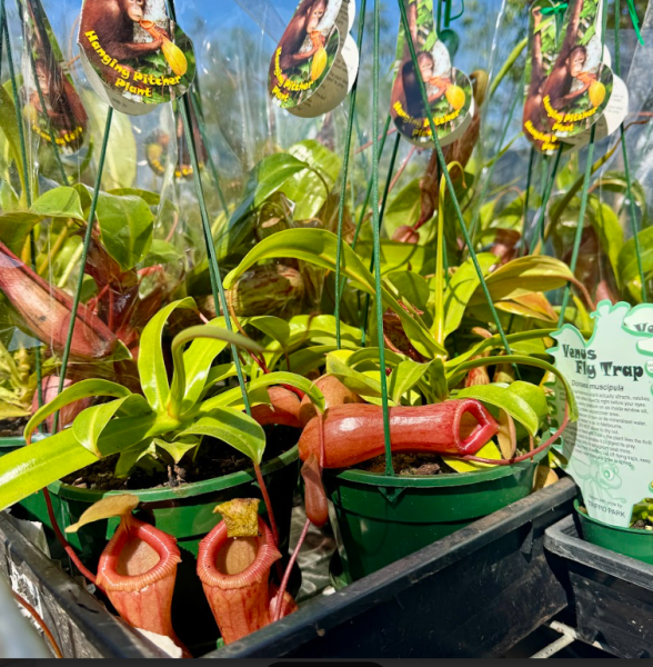 Nepenthes Pitcher Plant