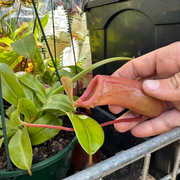 Nepenthes Pitcher Plant