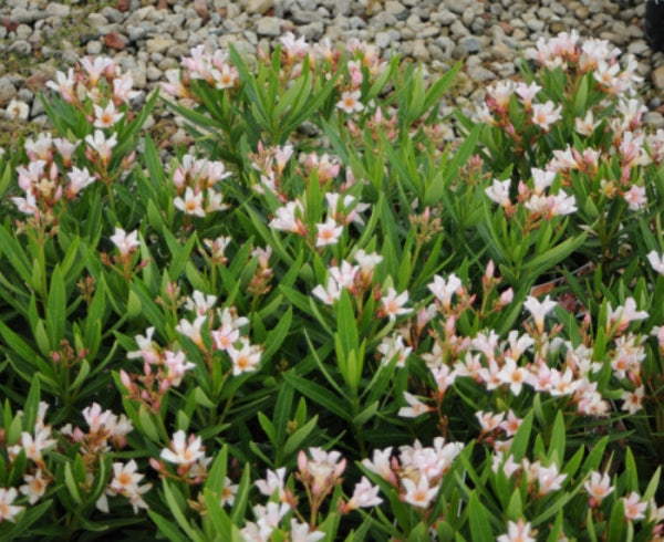 Nerium oleander Dwarf Apricot