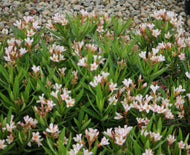 Nerium oleander Dwarf Apricot