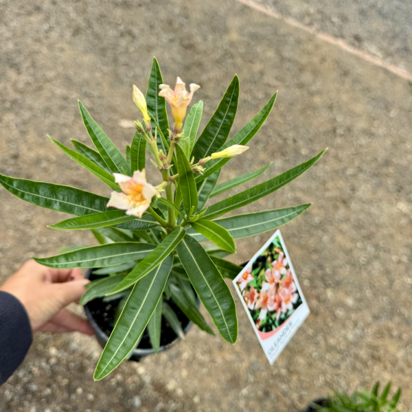 Nerium oleander Dwarf Apricot